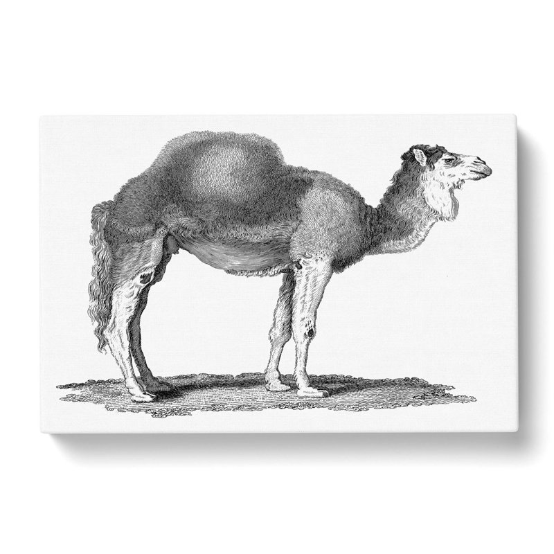 Arabian Camel In Black And White by George Shaw - Wrapped Canvas Print, 50cm H x 76cm W x 3cm D