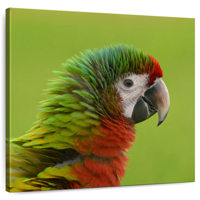 Brampt Macaw Bird Head, 30" H x 30" W