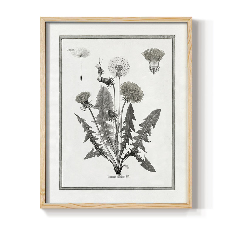 Dandelion I Framed Print - Solid Wood, 11" H x 9" W, Natural