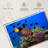Brampt Royal Angelfish-107850762