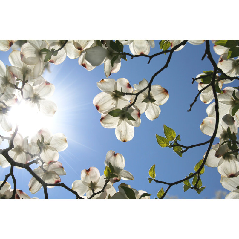 White Dogwood Blooms - Wrapped Canvas Print, 30cm H x 46cm W