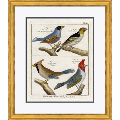 «18ème siècle Parakeet Engravings» - Peinture encadrée sur papier