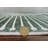 Priene - Indoor, Machine Washable Area Rug - 5'x7' Beige Green Home Carpet-2114874178