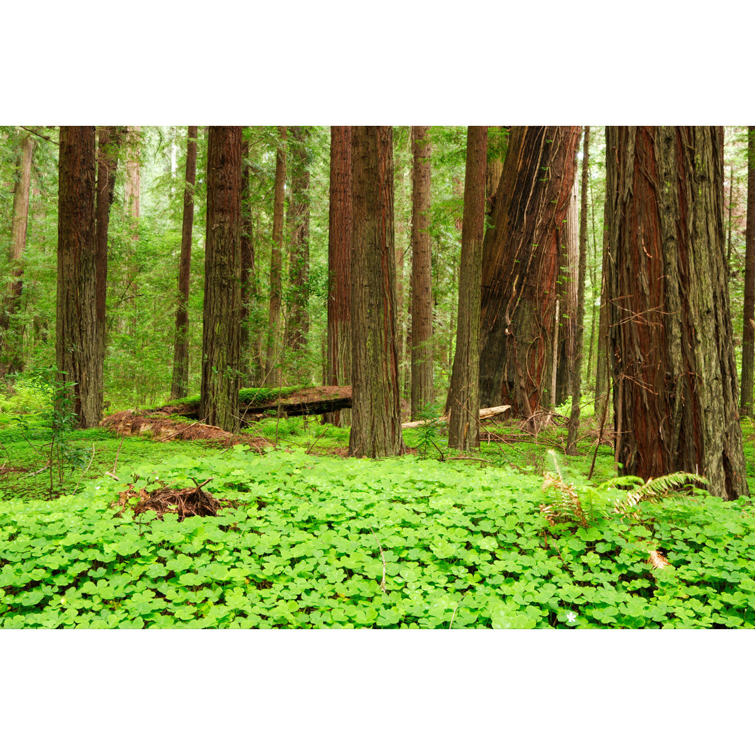 Humboldt Redwoods von Ericfoltz - Kunstdrucke auf Leinwand ohne Rahmen