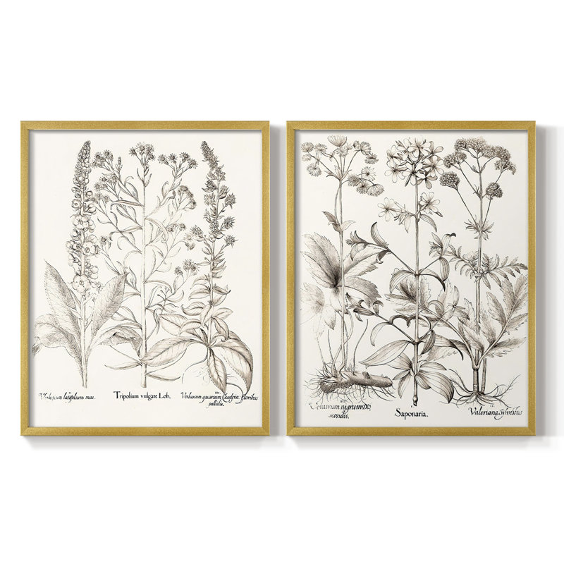 Impression sépia de qualité supérieure sépia Besler Botanicals - prêt à accrocher - aucun clou requis, Bois naturel