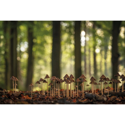 «Dwarf Forest on Canvas» par Martin Podt, reproduction