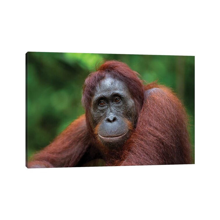 Bless international Orangutan Mother And Baby Borneo On Canvas by
