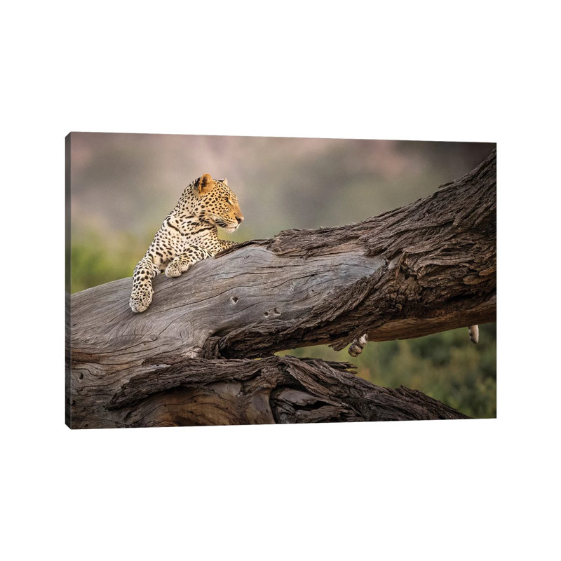 Africa, Kenya. Leopard Resting On Dead Tree. by Jaynes Gallery - Wrapped Canvas Print, 20.32cm H x 30.48cm W x 1.905cm D