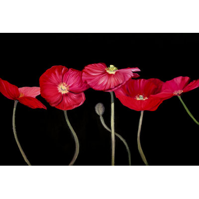 «Dramatic Poppies» par Sandra Iafrate - peinture sur toile tendue