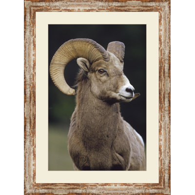 " Big Horn Sheep "