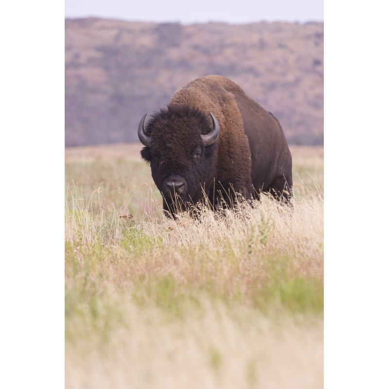 Bison In Tall Grass by Jamespharaon - Wrapped Canvas Print, 46cm H x 30cm W x 3.8cm D