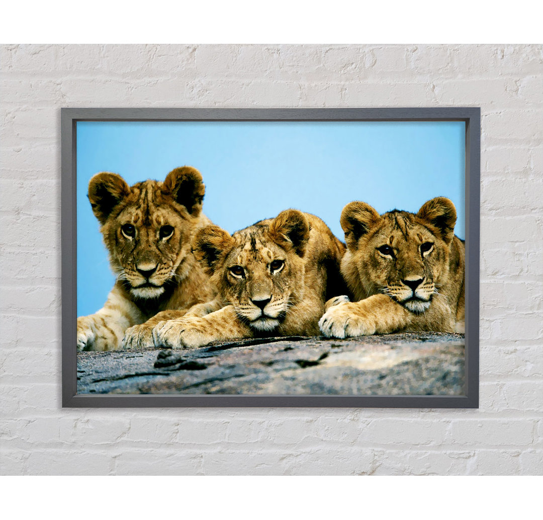 Lion Cub Trio - Einzelbildrahmen Kunstdrucke auf Leinwand