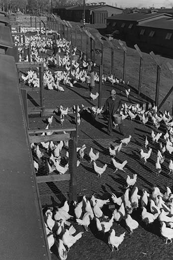 « aviculture farm » par ansel adams, reproduction de photo, H 36 po x l 24 po x P 1,5 po