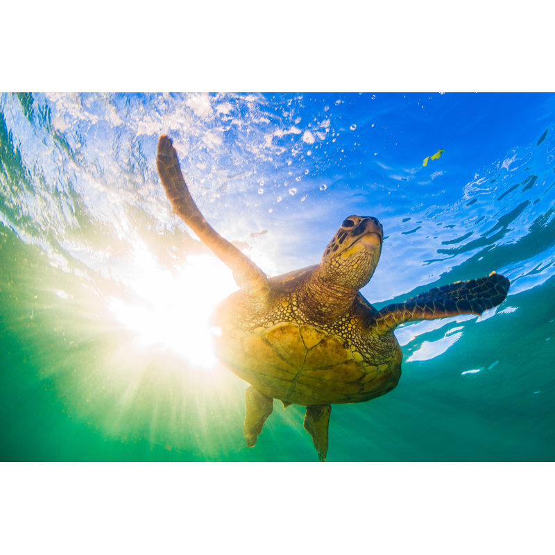 Beautiful Hawaiian Green Sea Turtle - Photographie sur toile tendue, H 32 po x l 48 po