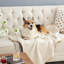 Pet Blanket-103540673