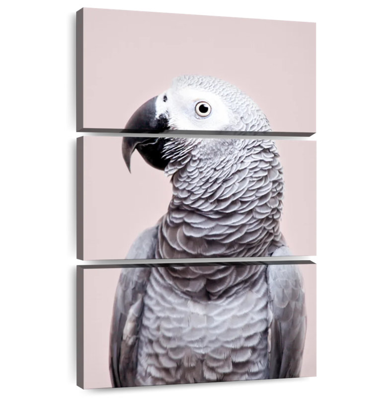 African Grey, 38" H x 24" W