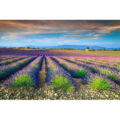 Belita " Lavender Fields, Europe "
