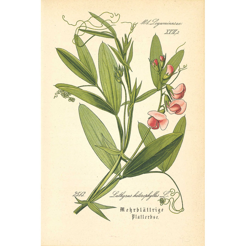 Pois Norfolk botanique rétro, H 36 po x l 24 po