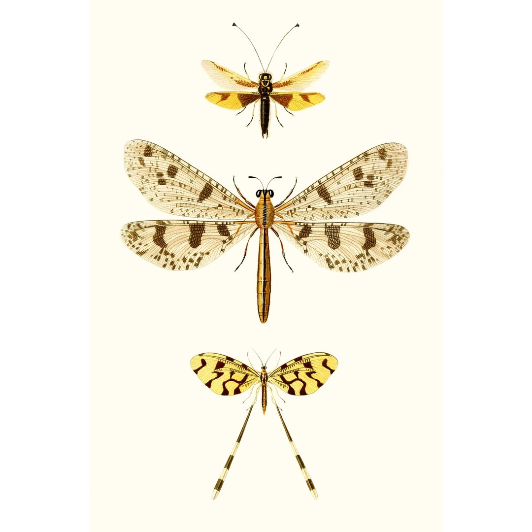 Leinwandbild Entomology Series I von Blanchard