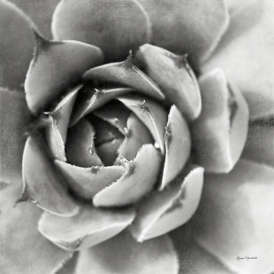 «Garden Succulent II», peinture sur toile à cadre unique
