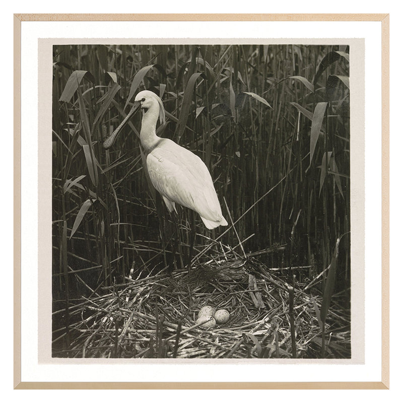 Coastal Birds 2 Print by THE Studio, Maple Framed, 22" H x 22" W x 2" D