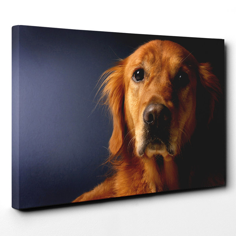 Golden Retriever Dog - Wall Art, 50cm H x 76cm W