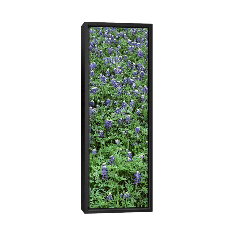 High Angle View of Plants, Bluebonnets, Austin, Texas, États-Unis - reproduction de photo sur toile tendue, Cadre noir