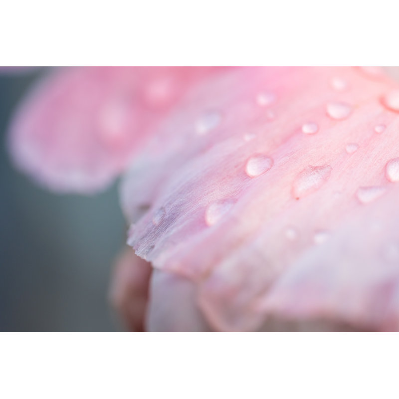 Pink Flower - Wrapped Canvas Print, 81cm H x 122cm W