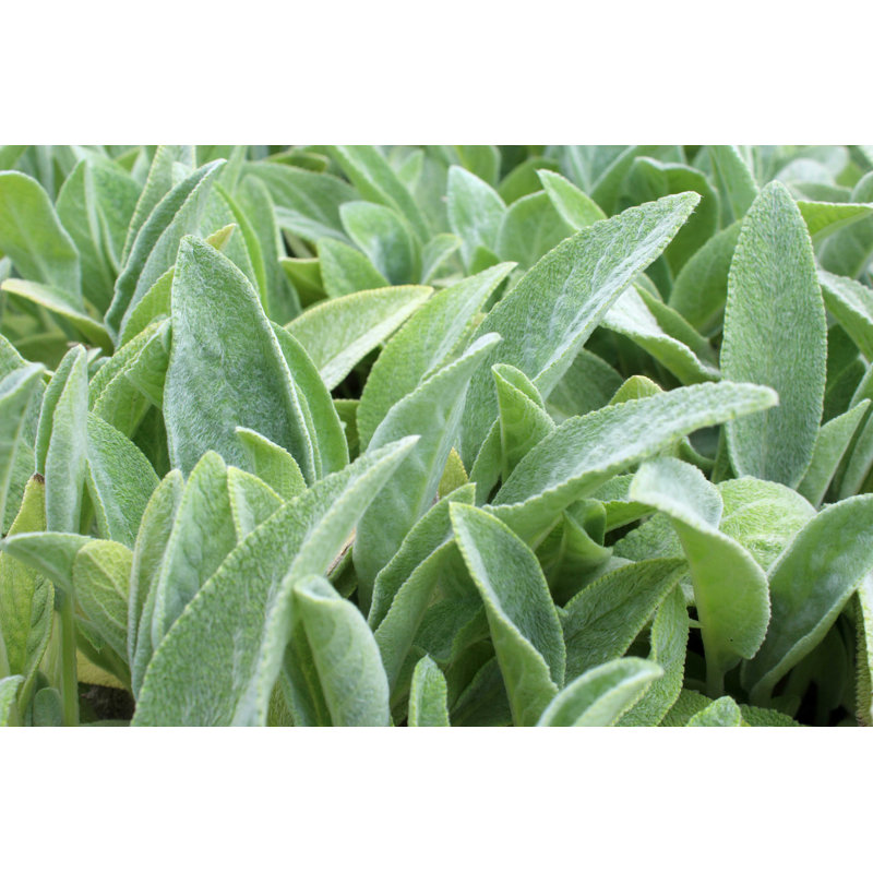 Lamb's Ear Plant - Photographie sur toile tendue, H 8 po x l 12 po
