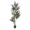 7' Olive Tree in Black Nursery Pot