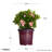 1 Gallon Autumn Debutante Encore Azalea - Reblooming Evergreen Shrub with Soft Pink Blooms