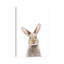 «Baby Bunny» par Sissi & Seb - impression d'art graphique-52935592-52935581-52935583