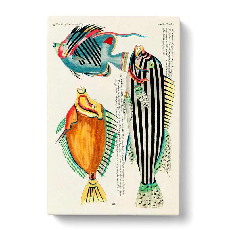 East Indies Fish Illustrations XXXI by Louis Renard - Wrapped Canvas, 60cm H x 40cm W x 3cm D