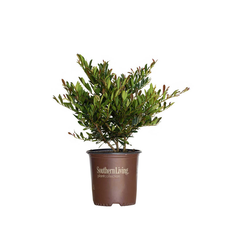 2 Gallon Bronze Distylium Evergreen Shrub for Sun or Shade