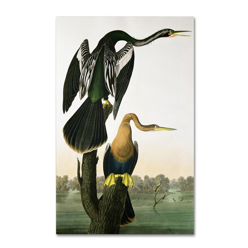 «Black-Bills Darter» par John James Audubon - reproduction sur toile, H 32 po x l 22 po x P 2 po