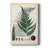 Collected Ferns II -Custom Wrapped Gallery Cavas