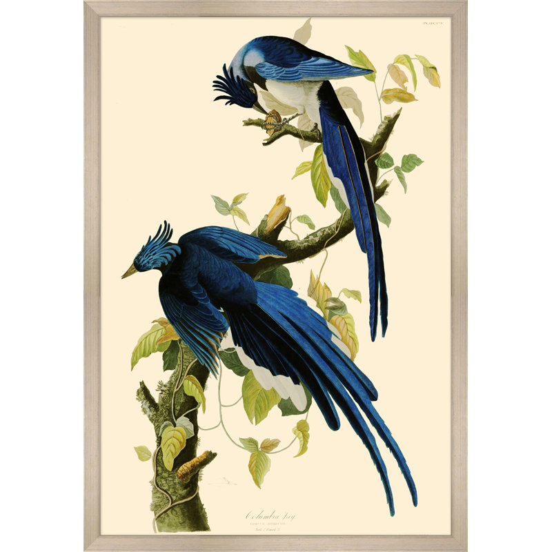 Columbia Jay Print