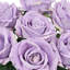 Velours rosier-363887444
