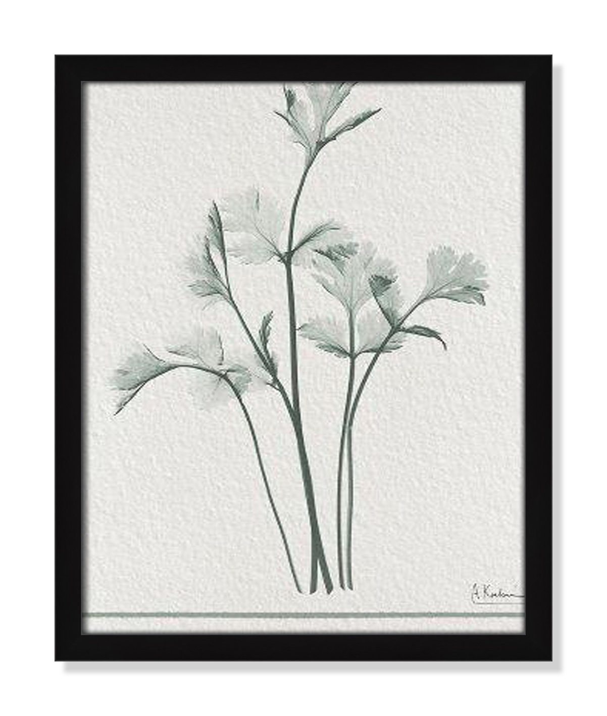 Jeanette "Parsley II" Print by Albert Koetsier, 19" H x 16" W x 1.25" D, Satin Black Framed Paper