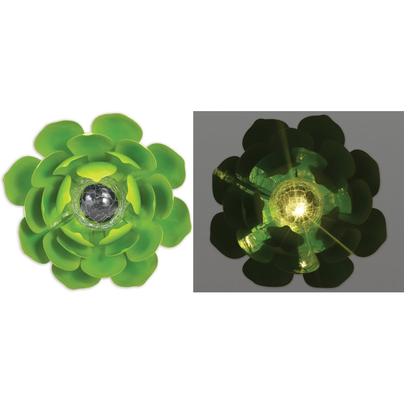 Plante grasse solaire Knight, Vert