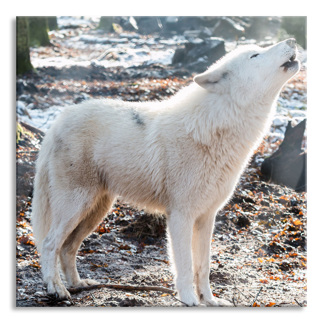 Ungerahmtes Foto auf Glas "Howling Wolves"