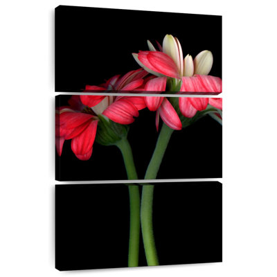 Harnek Gerbera II