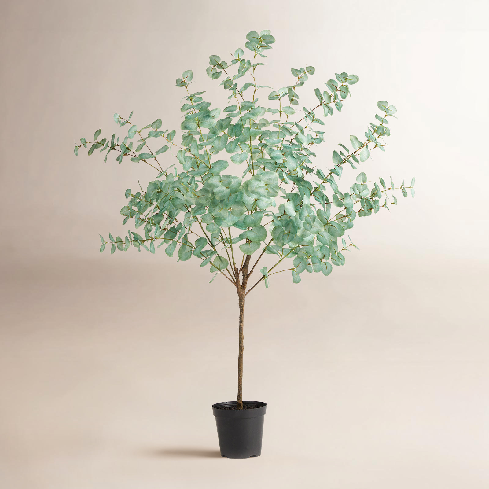 55" Eucalyptus Tree in Pot