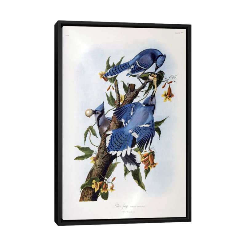 «Blue Jay» par John James Audubon, reproduction d'art sur toile, H 26 po x l 18 po x P 1,5 po, Toile avec cadre noir