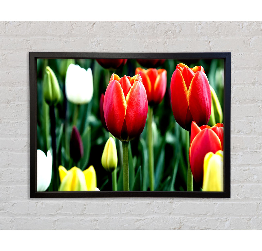 Tulpen in Blüte - Einzelne Bilderrahmen Kunstdrucke auf Leinwand