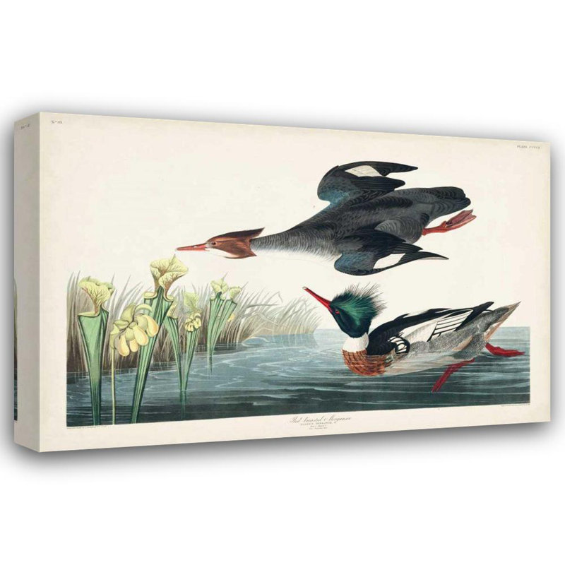 «Red Barrel Studio® Audubon, John James Gallery», art sur toile titré: Pl 401, canard de Merganser rouge, H 33 po x l 48 po