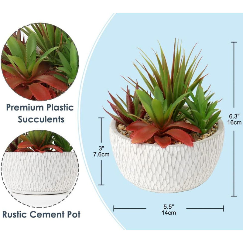 16cm Plant