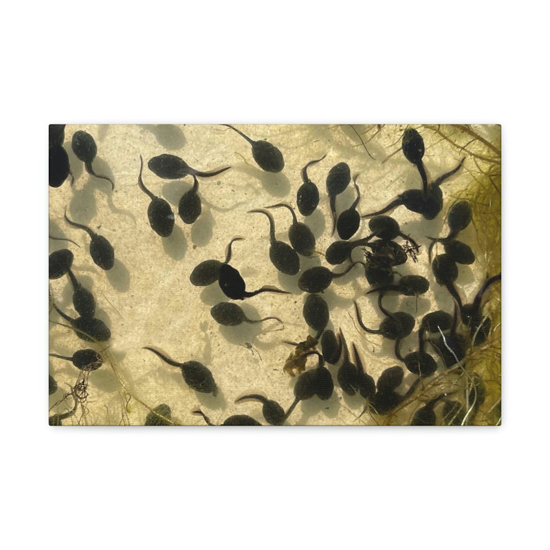 No Frame Print on Canvas, 30.48cm H x 40.64cm W