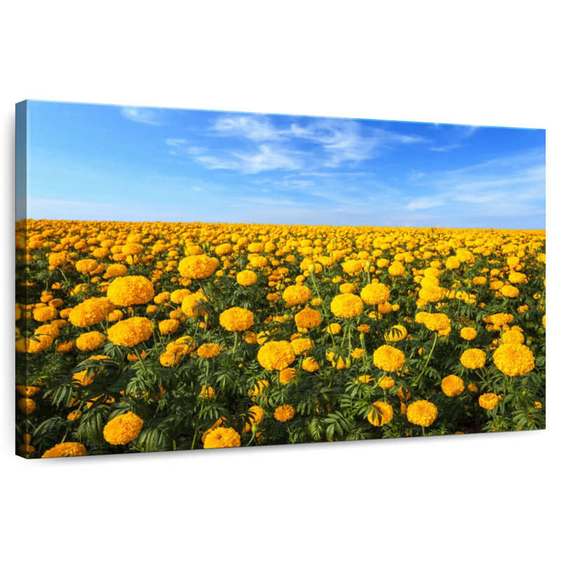 Alvord Marigold Field, H 16 po x l 24 po