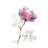 Rose Dynasty I by Albert Koetsier - Wrapped Canvas Print-1881641179